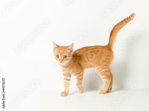 Cute red kitten on a white background. Playful and funny pet. Copy space.