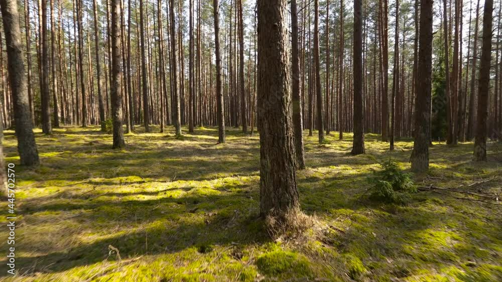 First person view perspective while moving in pine tree forest on sunny summer day. Enjoying freedom in nature concept. First person view perspective while moving in pine tree forest on sunny summer day. Enjoying freedom in nature concept.
