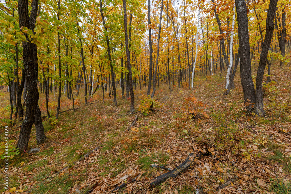Height 611 in Dalnegorsk, where a UFO fell on January 29, 1986. Mountain slope overgrown with autumn forest. Height 611 in Dalnegorsk, where a UFO fell on January 29, 1986. Mountain slope overgrown with autumn forest.