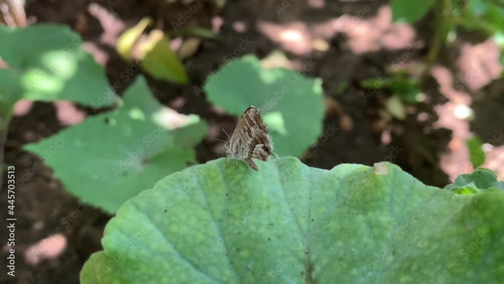 pequeña mariposa tranquila encima de una hoja verde. pequeña mariposa tranquila encima de una hoja verde.