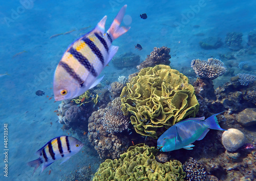 Life on coral reefs as wonderful nature area and concept of biodiversity in tropical marine ecosystems that is still remains untouched by human activities in Sinai, Middle East