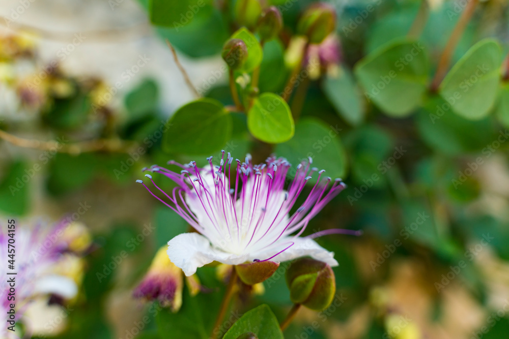 Fototapeta premium macro