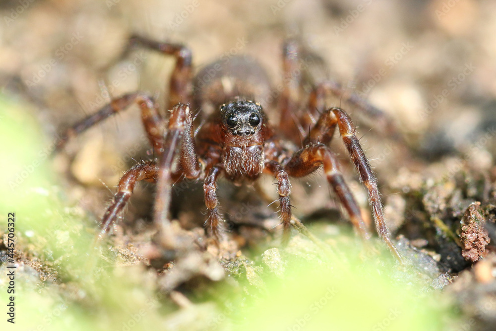 Frontal vision of a wolf spider