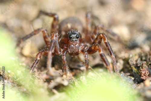 Frontal vision of a wolf spider