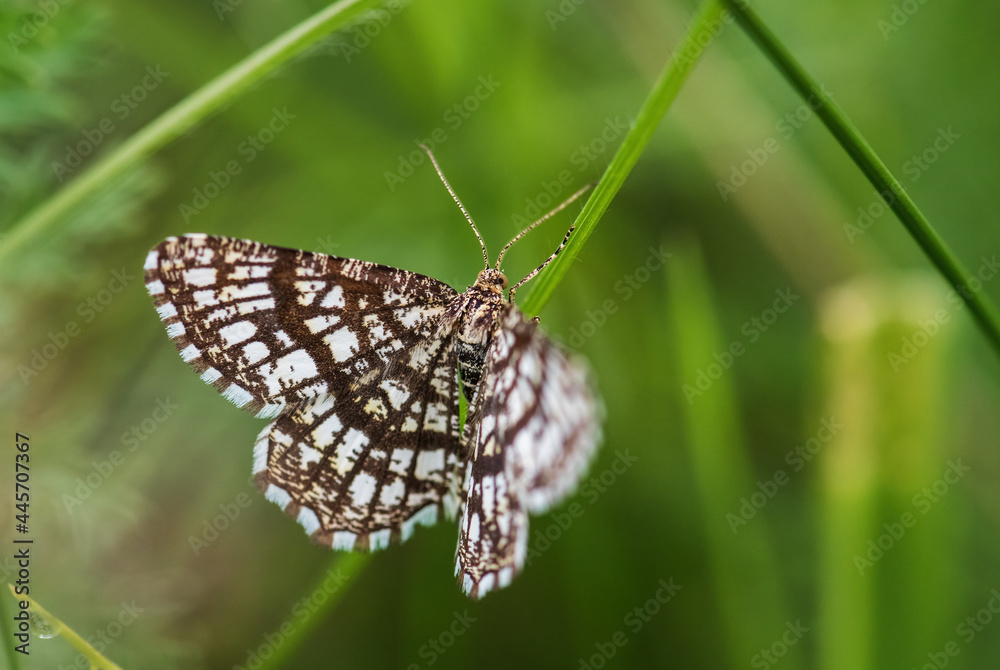 Latticed Heath moth - Chiasmia clathrata, small brown and yellow moth from European meadows and grasslands, Zlin, Czech Republic. Latticed Heath moth - Chiasmia clathrata, small brown and yellow moth from European meadows and grasslands, Zlin, Czech Republic.