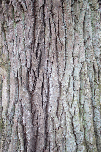 The bark of an oak tree is a close-up. Oak bark background. Bark texture