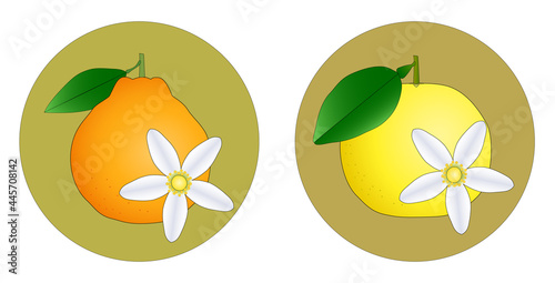 柑橘類の果物、不知火とグレープフルーツと花のアイコンセット