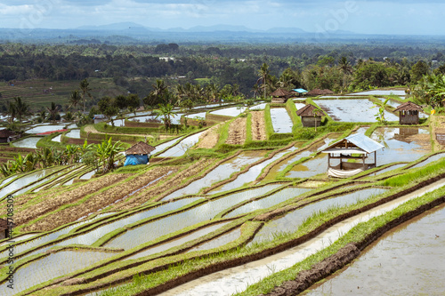 Beautiful multi-level rice terrace in Bali