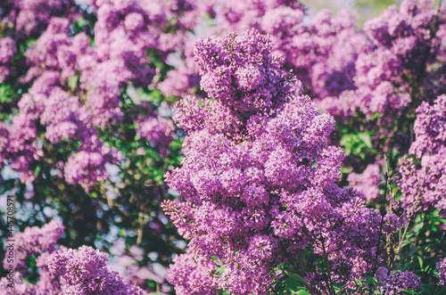 Spring lilac flowers