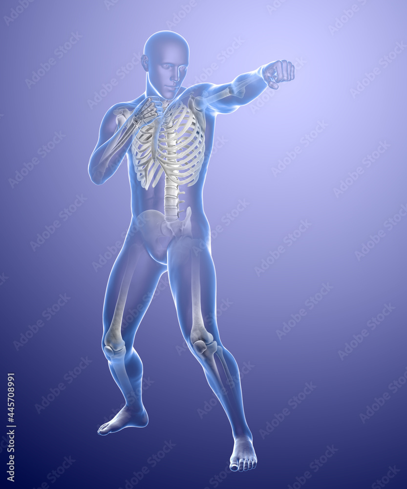 Anatomy of boxing sport, 3D illustration