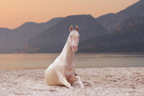 the world's most beautiful horse of akhal-Teke breed bdles in the sand on the beach at sunrise against the backdrop of the mountains, 