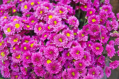 Purple Chrysanthemum flowers are blooming and yellow pollen as natural background.
