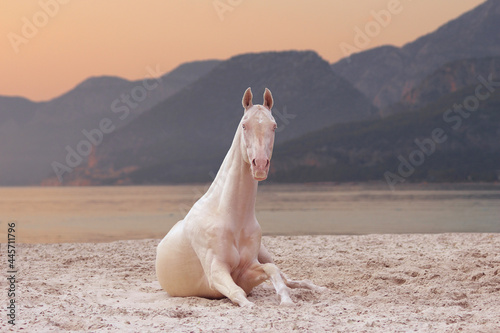 Obraz na plátně the world's most beautiful horse of akhal-Teke breed bdles in the sand on the be