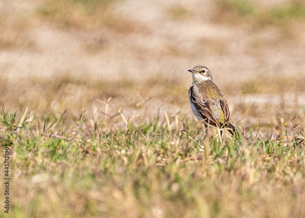 Field Pipit in search of food Field Pipit in search of food