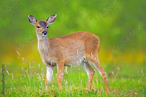 Fototapeta Naklejka Na Ścianę i Meble -  Young Sitka Black-tailed Deer  standing in summer meadow,  looking.