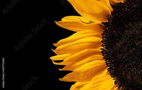 Edge of yellow sunflower petals isolated on a black background.