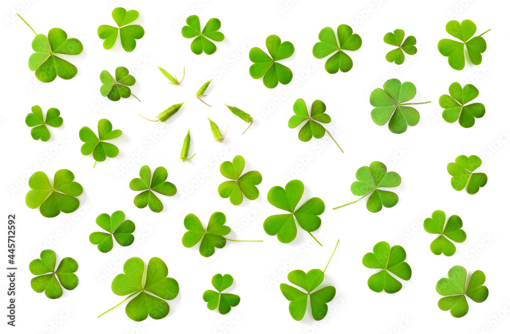 Collection of fresh Shamrocks leaves isolated on white background, top view Collection of fresh Shamrocks leaves isolated on white background, top view