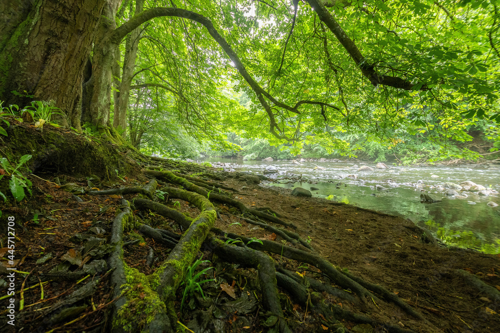Fototapeta premium Dreamy green leave forest covered with mist
