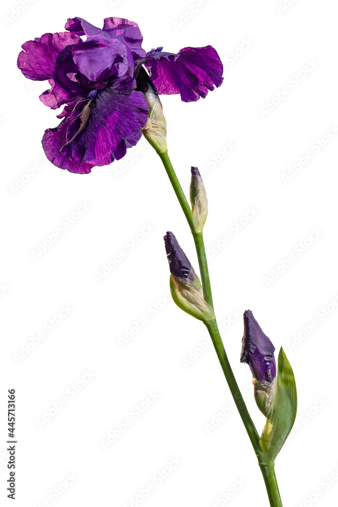 Blooming violet iris garden flower isolated on white background. Summer floral background