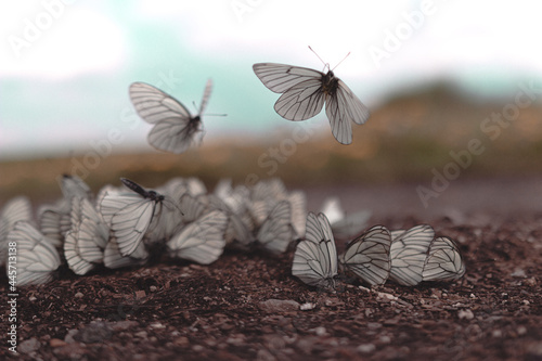 butterfly on the ground