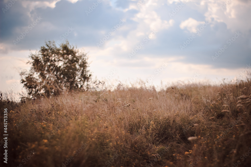 morning in the field