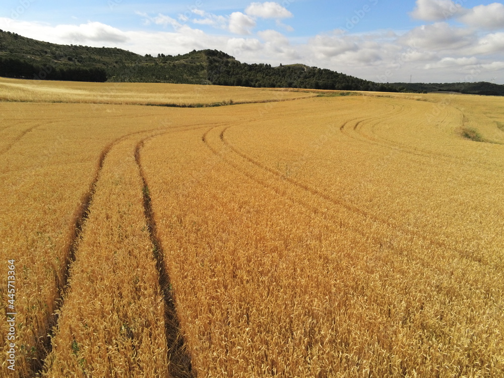 campo campo