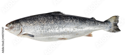 raw atlantic salmon from Faroe islands isolated