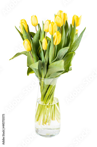 fresh yellow tulip flowers in glass vase isolated