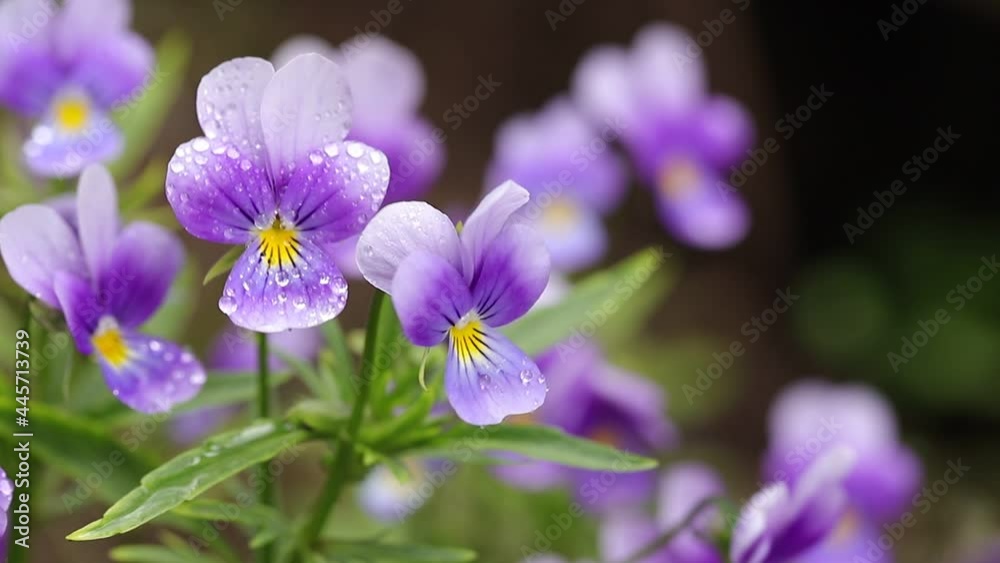 Round drops of water on violet petals close-up. Purple flowers sway in the wind in the garden after the rain. Round drops of water on violet petals close-up. Purple flowers sway in the wind in the garden after the rain.