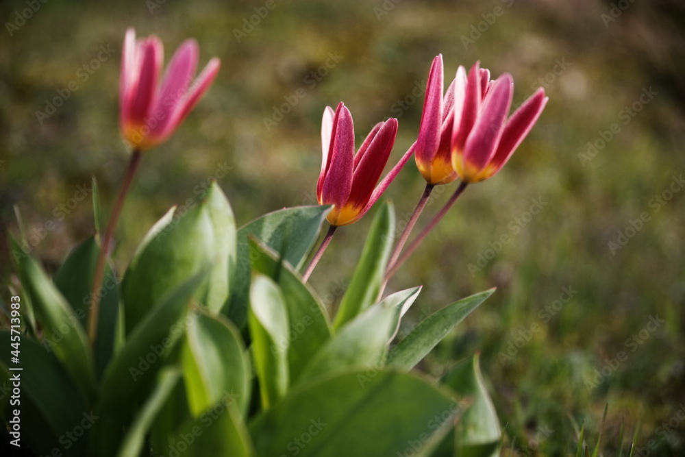 Tulpe mit rot-gelben Blütenblättern