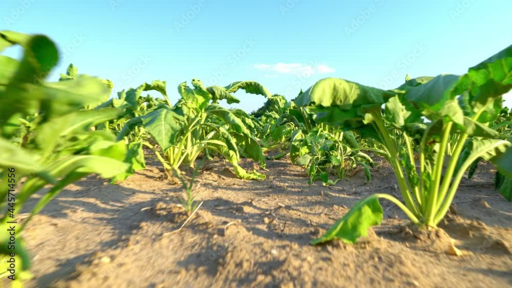 Close-up of a sugar beet growing in a row in a field. span of chamber inside growing furrow. A dry summer, the heat burned the plant, the upcoming crisis and crop failure. Heat and heat, dry land. Close-up of a sugar beet growing in a row in a field. span of chamber inside growing furrow. A dry summer, the heat burned the plant, the upcoming crisis and crop failure. Heat and heat, dry land.