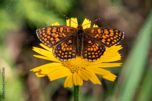 A close up view on a brown butterfly resting on a yellow flower. The background is green. The butterfly absorbs the sun. It has a lot of black spots. Calmness and peace © Chris