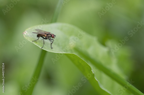 an insect sits on a leaf close-up, macro