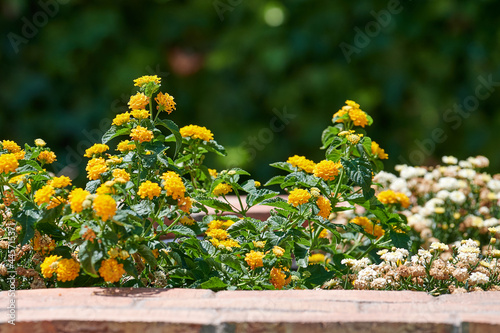 Golden basket or Gold Alyssum flowers (Aurinia saxatilis) yellow ornamental plant surrounded by green leaves placed in a brick planter