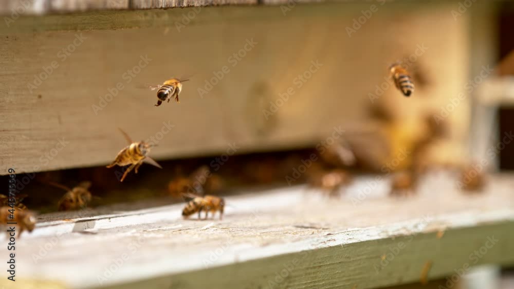 Super slow motion of bees flying in and out bee hive. Filmed on high speed cinema camera, 1000fps. Super slow motion of bees flying in and out bee hive. Filmed on high speed cinema camera, 1000fps.