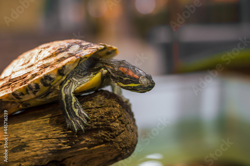 Red eared slider - Trachemys scripta elegans turtle close up photo