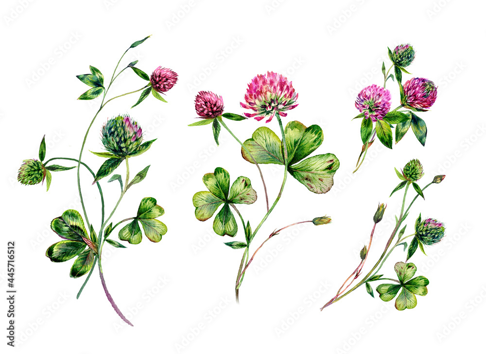 Watercolor Red Clover Bouquet Illustration Collection