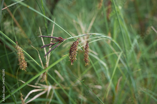 Carex flacca photo