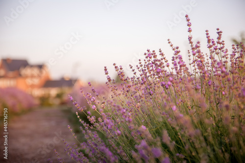 Blooming lavender field in the morning light