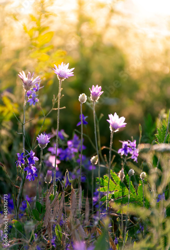 Beautiful wildflowers on a green meadow. Warm summer evening with a bright meadow during sunset. Grass silhouette in the light of the golden setting sun. Beautiful nature landscape with sunbeams.