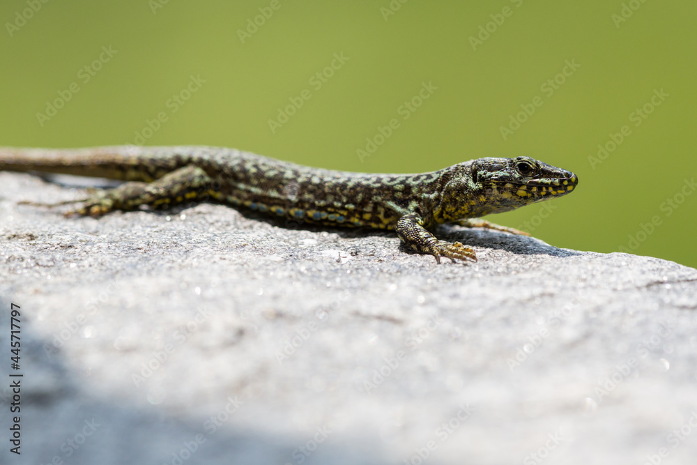 side view european wall lizard (podarcis muralis) on granite stone side view european wall lizard (podarcis muralis) on granite stone