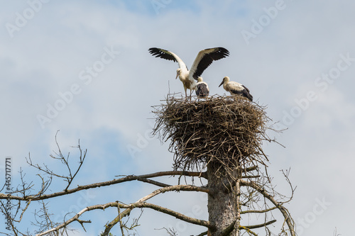 three young white storks (ciconia ciconia) in nest on old tree