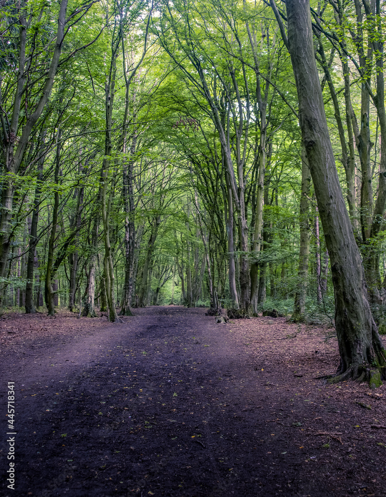 Fototapeta premium path in the woods