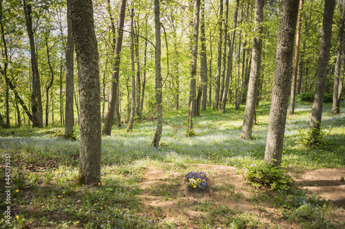 lonely grave with graveflowers in countryside forest cemetery in Latvia. There are many cemeteries in woodland in Latvia. Spring landscape in woods, yellow sand on grave, green fresh leaves on trees. © Neils