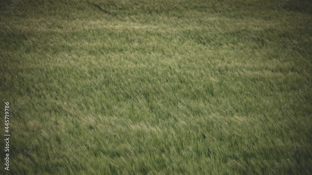 green rye field in windy weather. Early summer agricultural background green rye field in windy weather. Early summer agricultural background