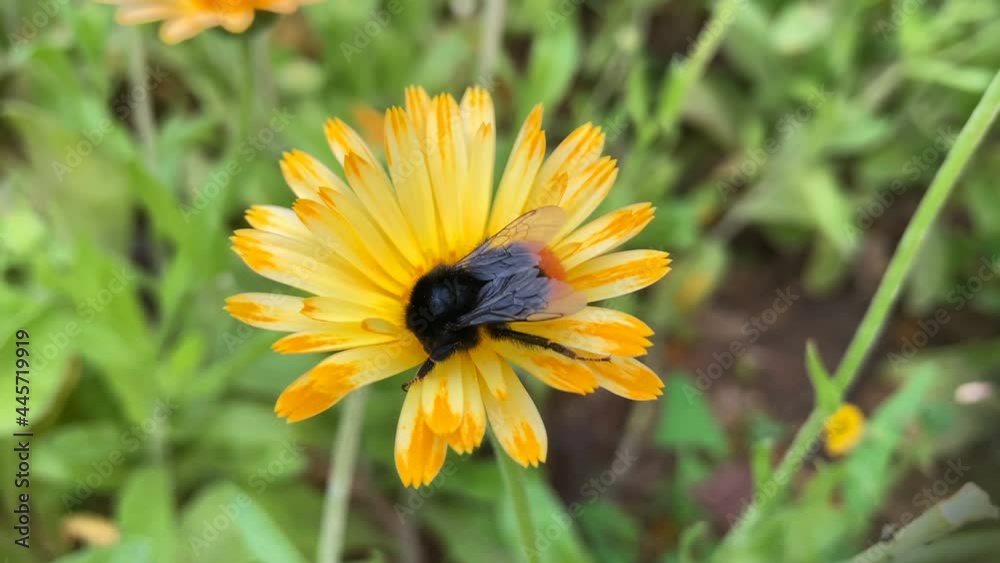 Close-up bumblebee on a yellow flower collects nectar. Marigold flower Close-up bumblebee on a yellow flower collects nectar. Marigold flower
