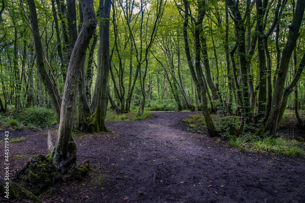 path in the forest path in the forest