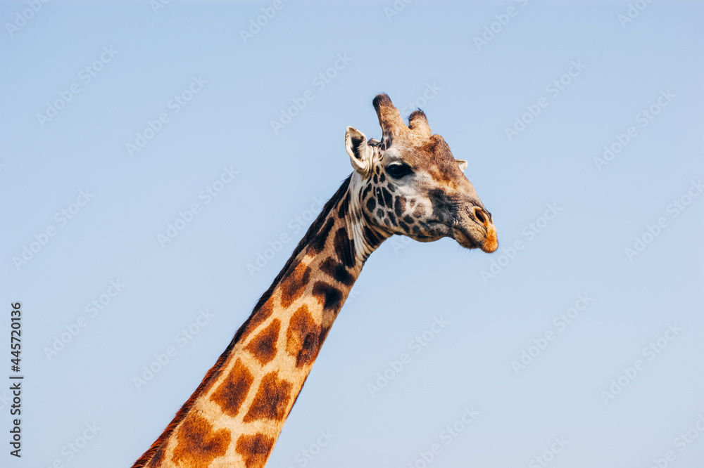 Giraffe in the wild Giraffe in the wild