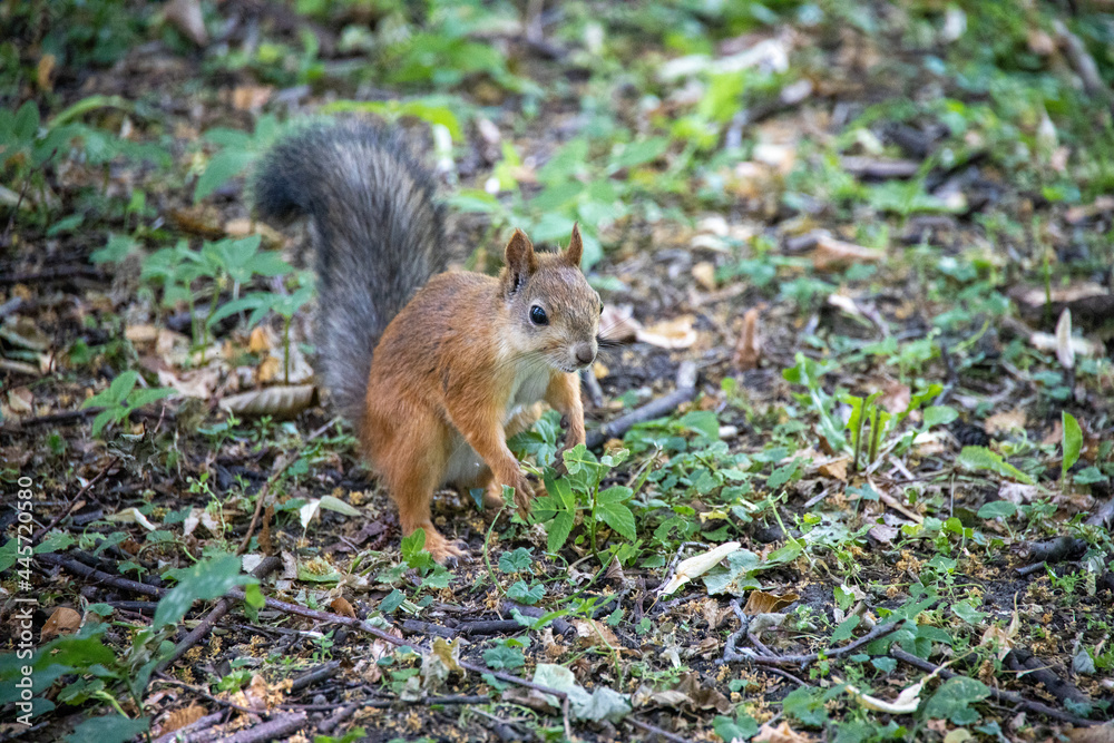 Squirrel in the summer in the Central Park in St. Petersburg Squirrel in the summer in the Central Park in St. Petersburg