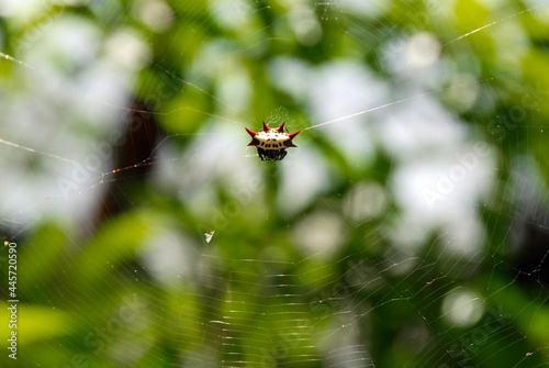 spider in web with blurry background